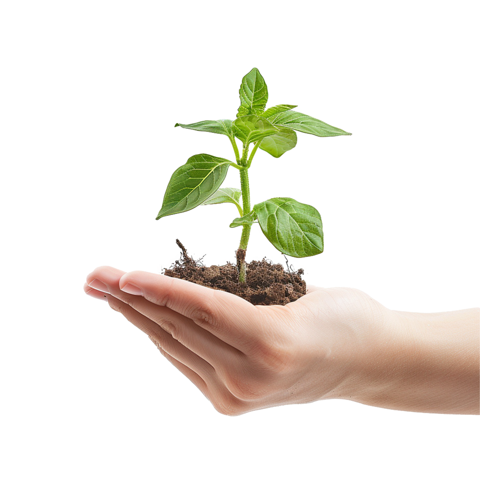 Hand holding a young plant seedling growth nature png