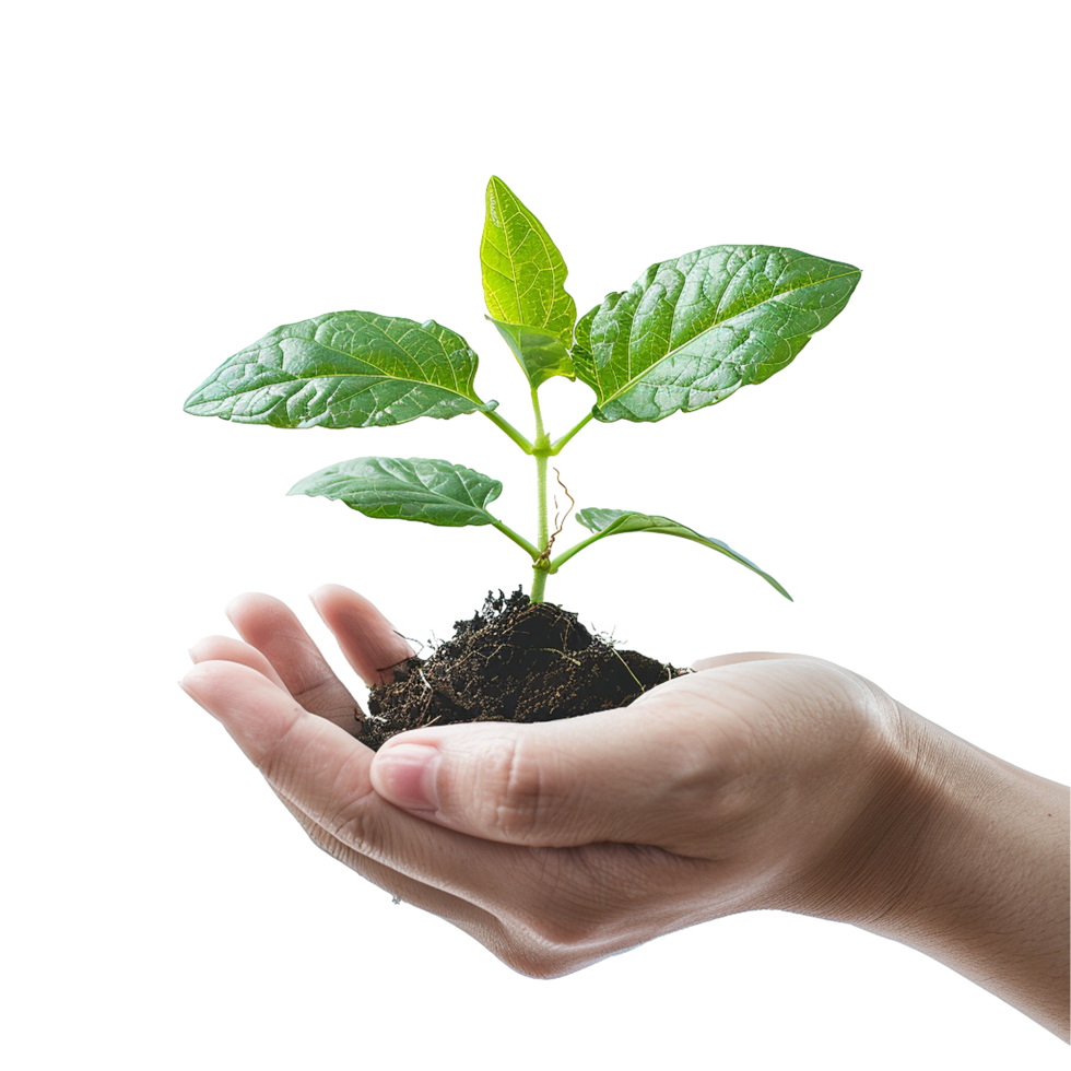 Hand holding young plant growth nature life sprout soil png