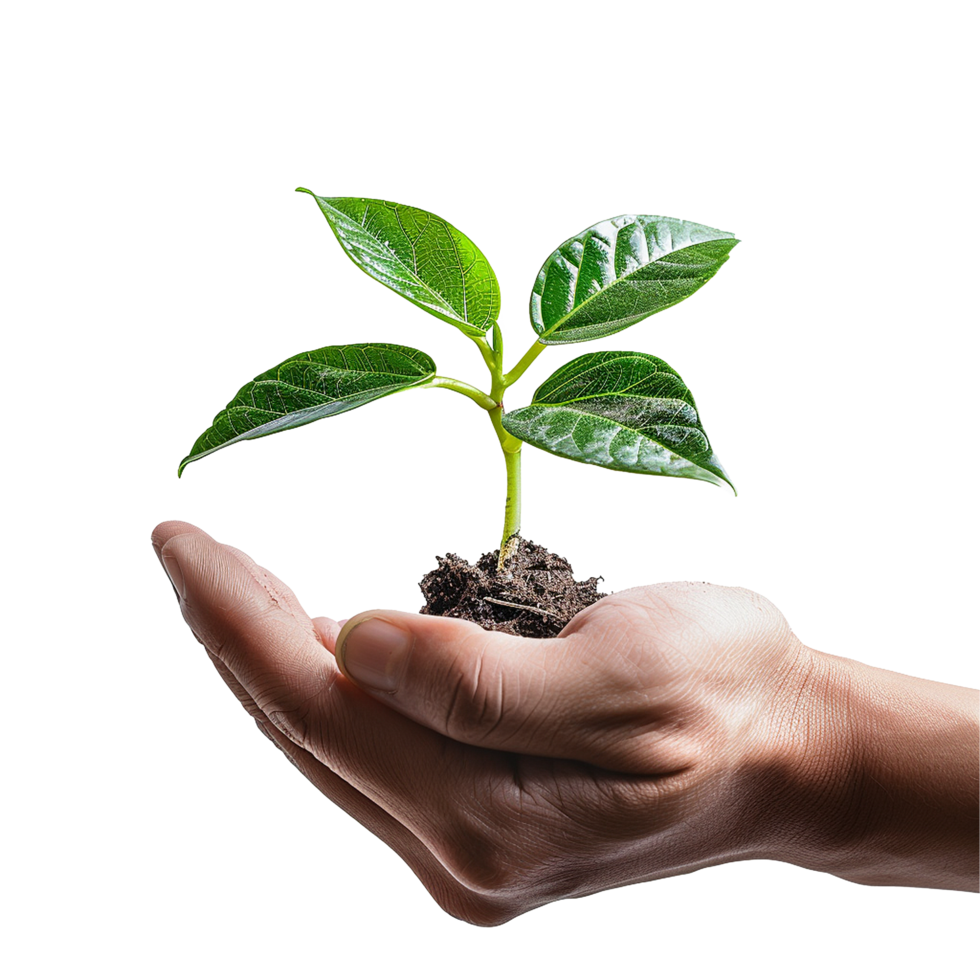 Hand holding a young green plant growth nature environment protection png