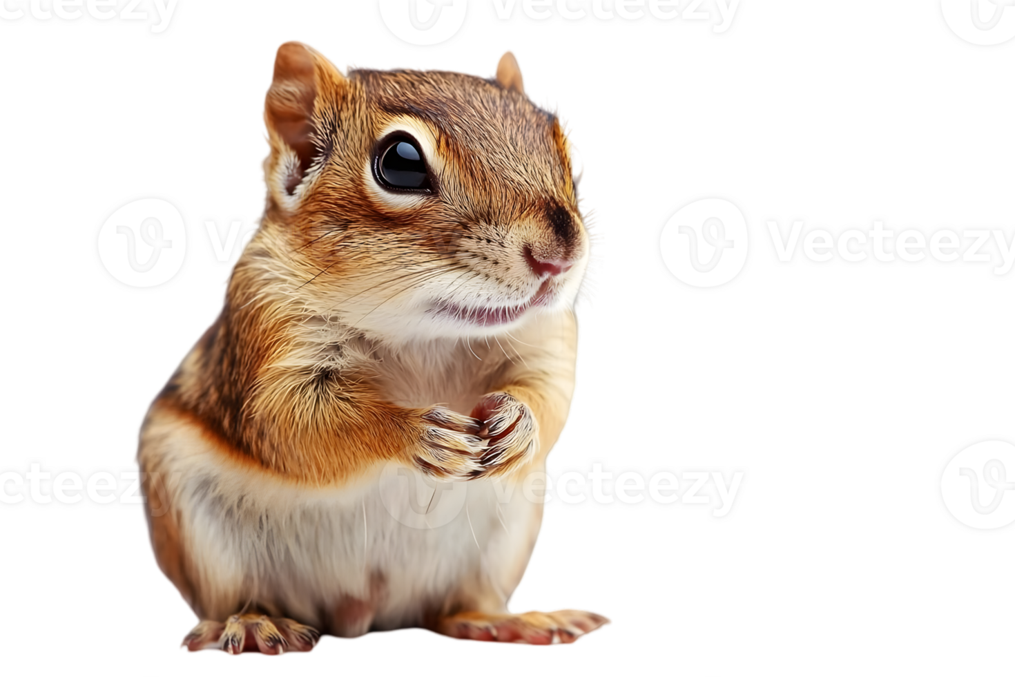Alert Chipmunk Standing on Hind Legs with Brown and White Fur Posing on Transparent Background for Compositing and Isolated Design png