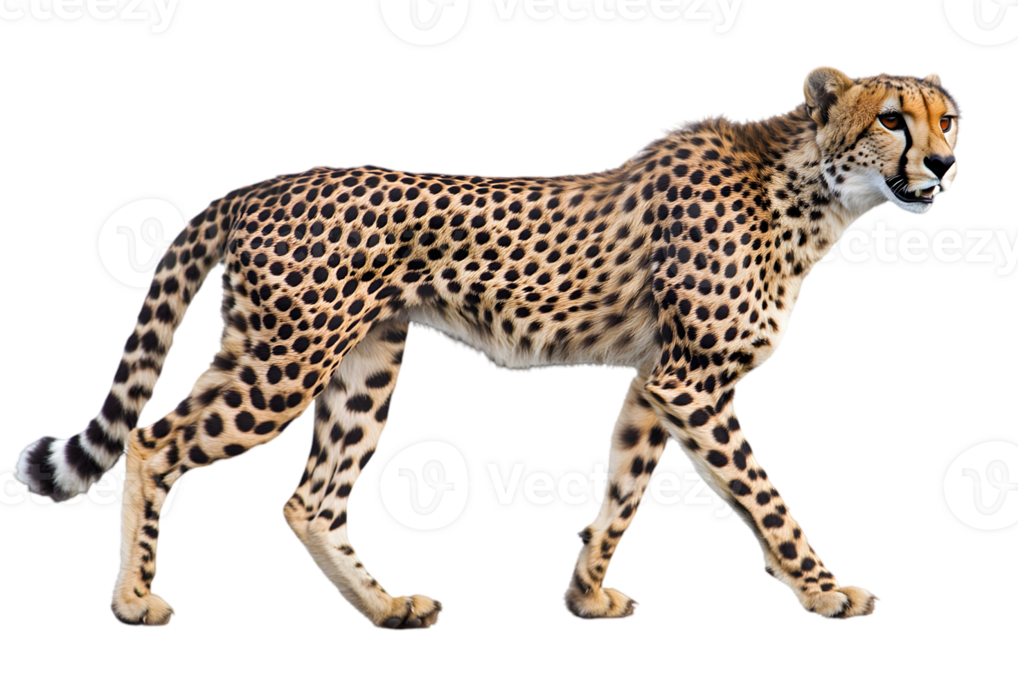 Alert Cheetah Walking on Transparent Background in Studio Light Showing Graceful Profile and Spotted Fur and Focused Eyes in African Wildlife png