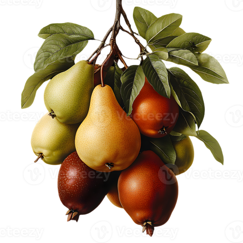 Assorted Pears Hanging on a Branch with Green Leaves Isolated on Transparent Background in a Studio Setting with Rich Colors png