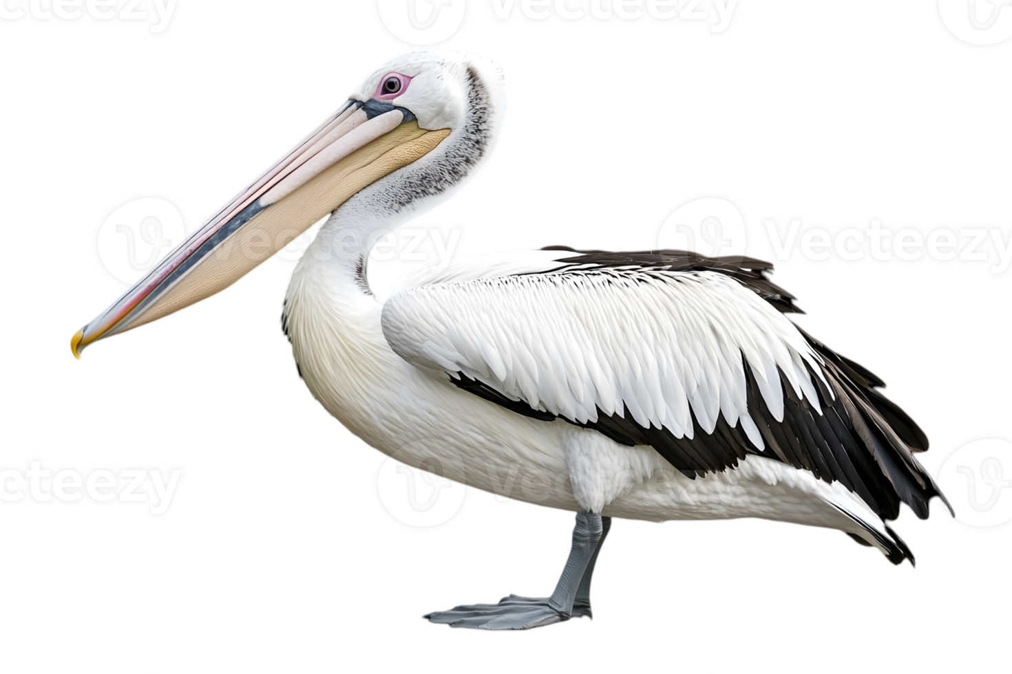 Australian Pelican Standing Gracefully with White Plumage and Black Markings Against Transparent Background png
