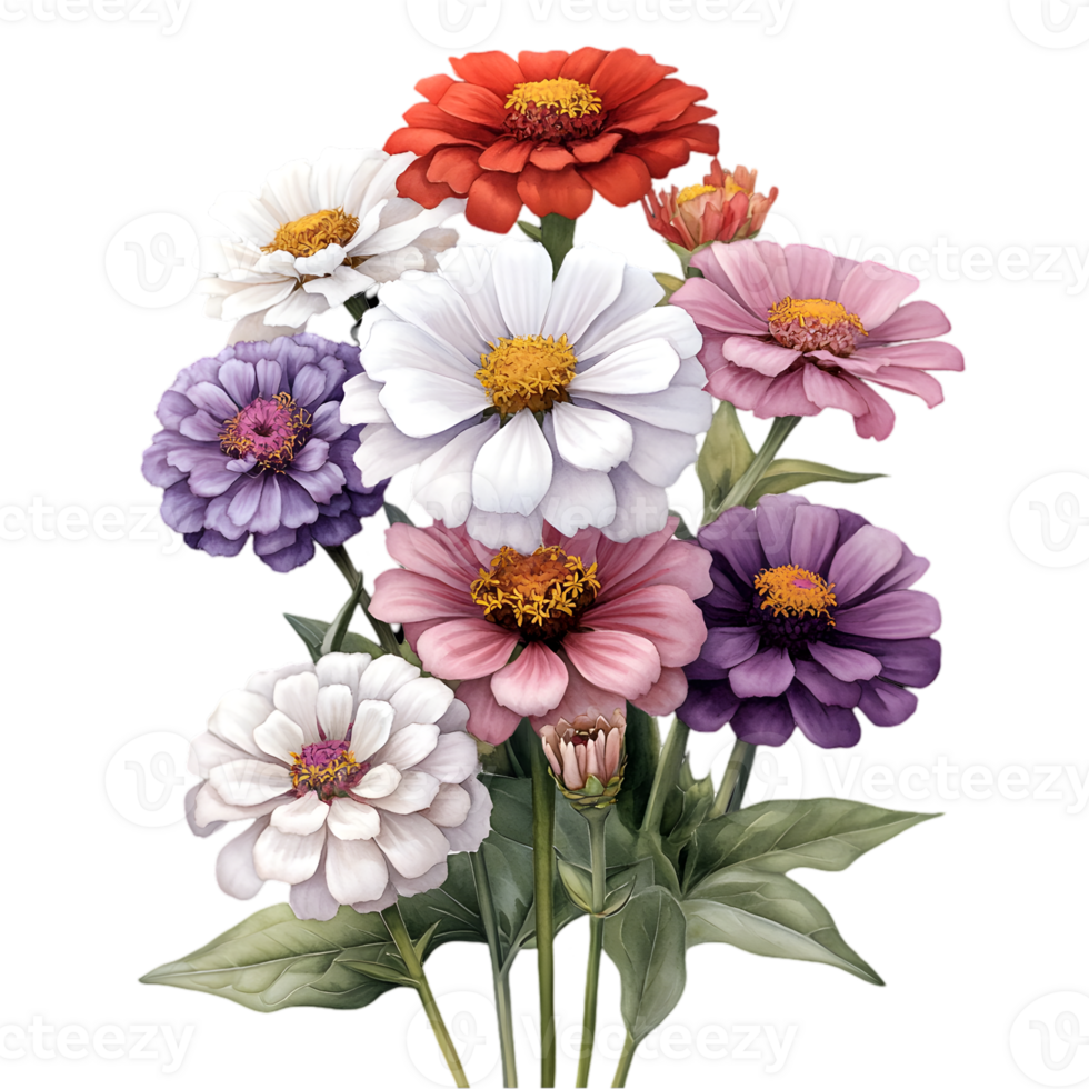 Artistic Zinnia Flower Bouquet in Red White Pink and Purple Hues with Transparent Background png