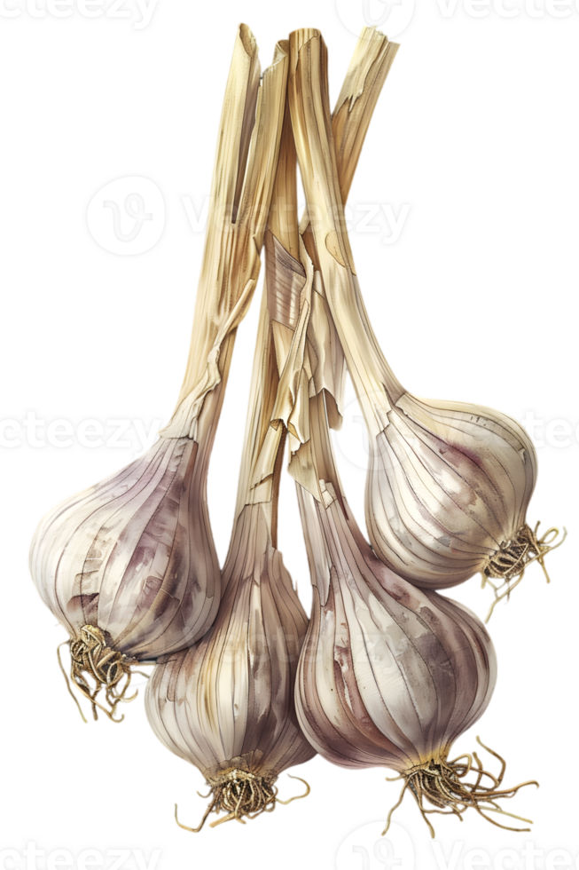 Arrangement of Garlic Bulbs with Dried Stems on Transparent Backdrop for Culinary Use png