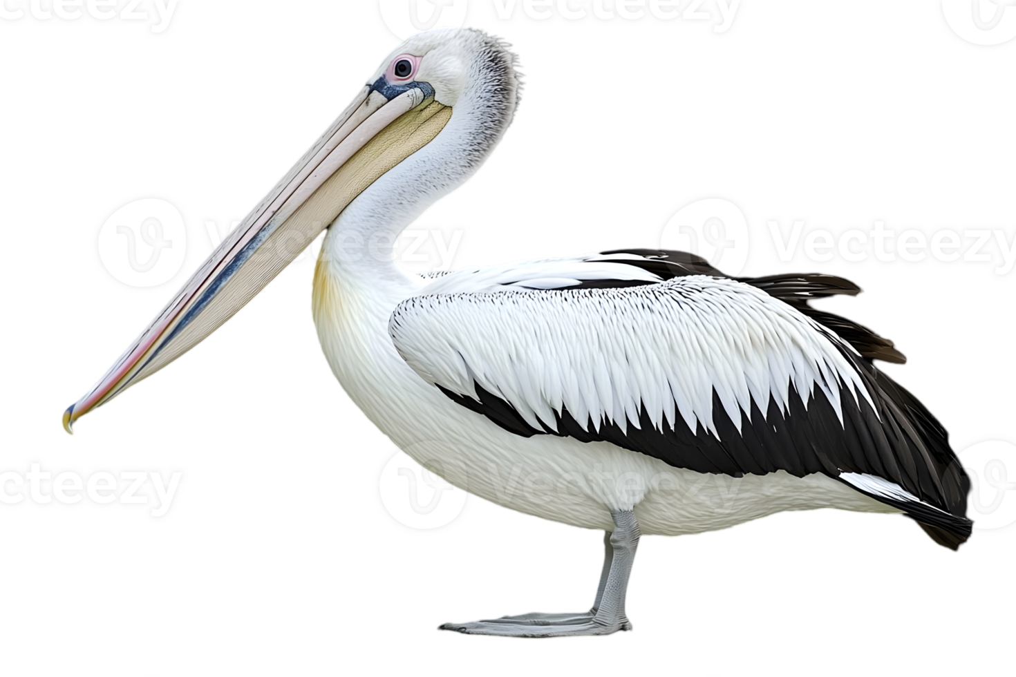 Australian Pelican with White Feathers Isolated on Transparent Background and Detailed Plumage Side View and Long Beak Close Up png