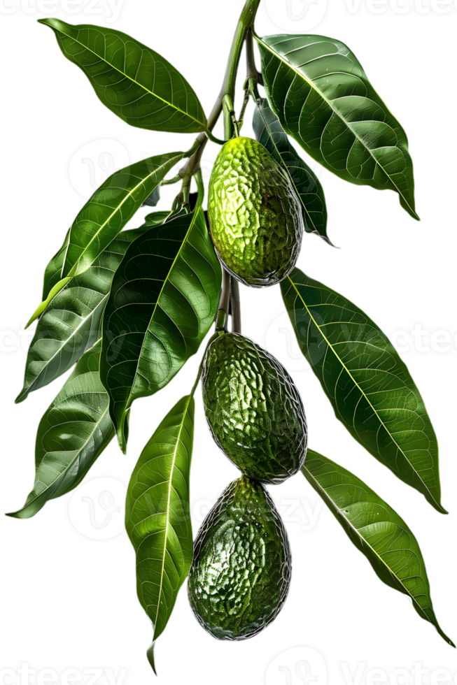 Avocado Branch with Green Leaves and Transparent Background Showing Fresh Tropical Fruit Hanging on Tree with Dark Green Texture png