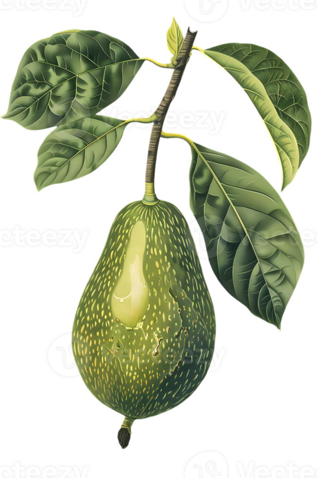 Avocado Fruit on Branch with Green Leaves Isolated on Black Background Detailed Botanical Illustration Healthy Food Concept png