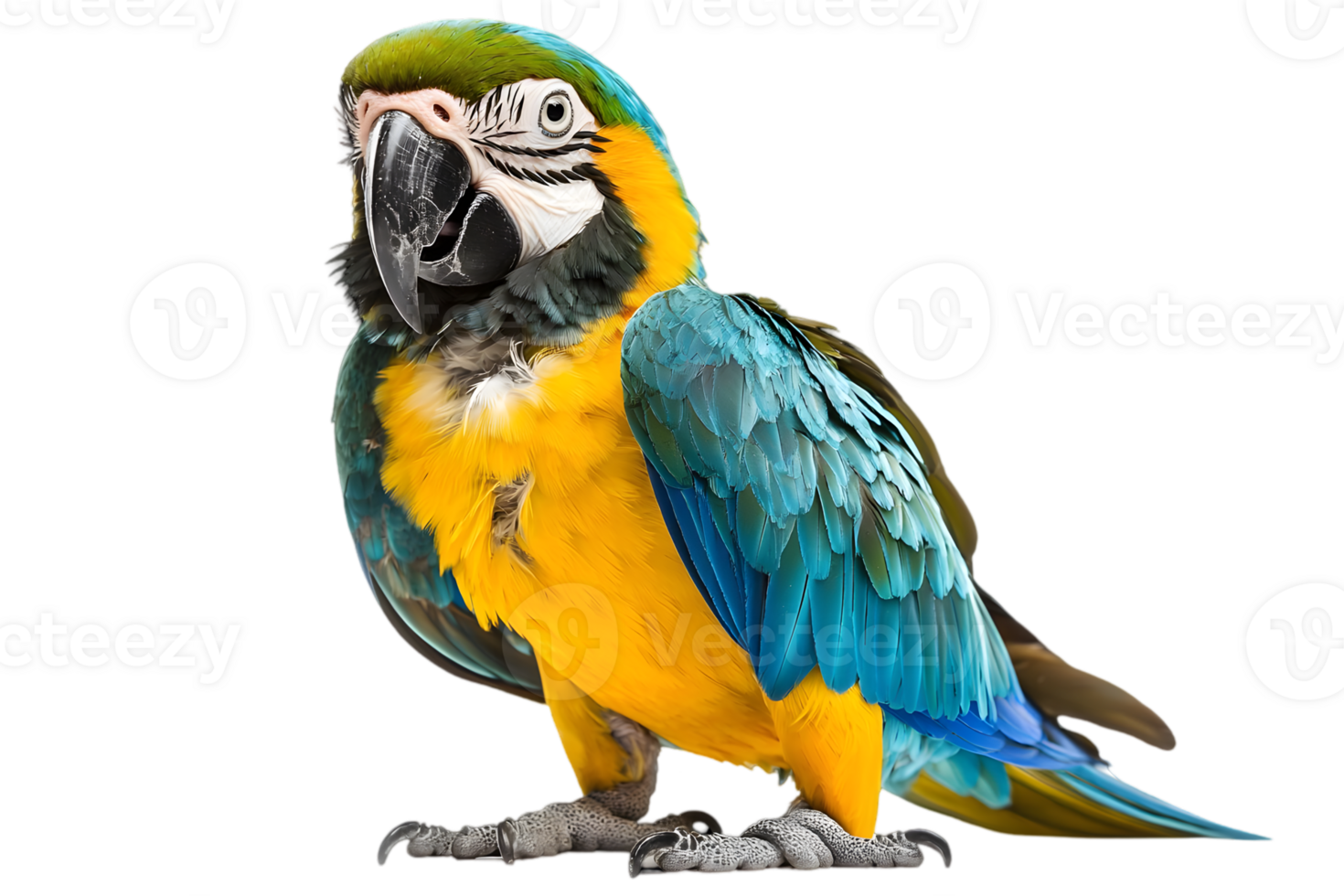 Blue and Yellow Macaw Standing on Transparent Background with Detailed Feathers and Vibrant Colors in a Studio Shot png