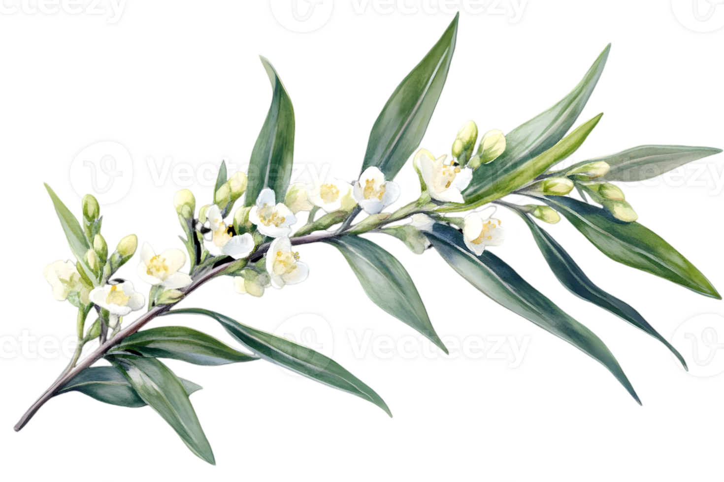 Blooming White Flowers with Green Leaves Branch on Transparent Background Detailed Botanical Illustration for Floral Decoration png