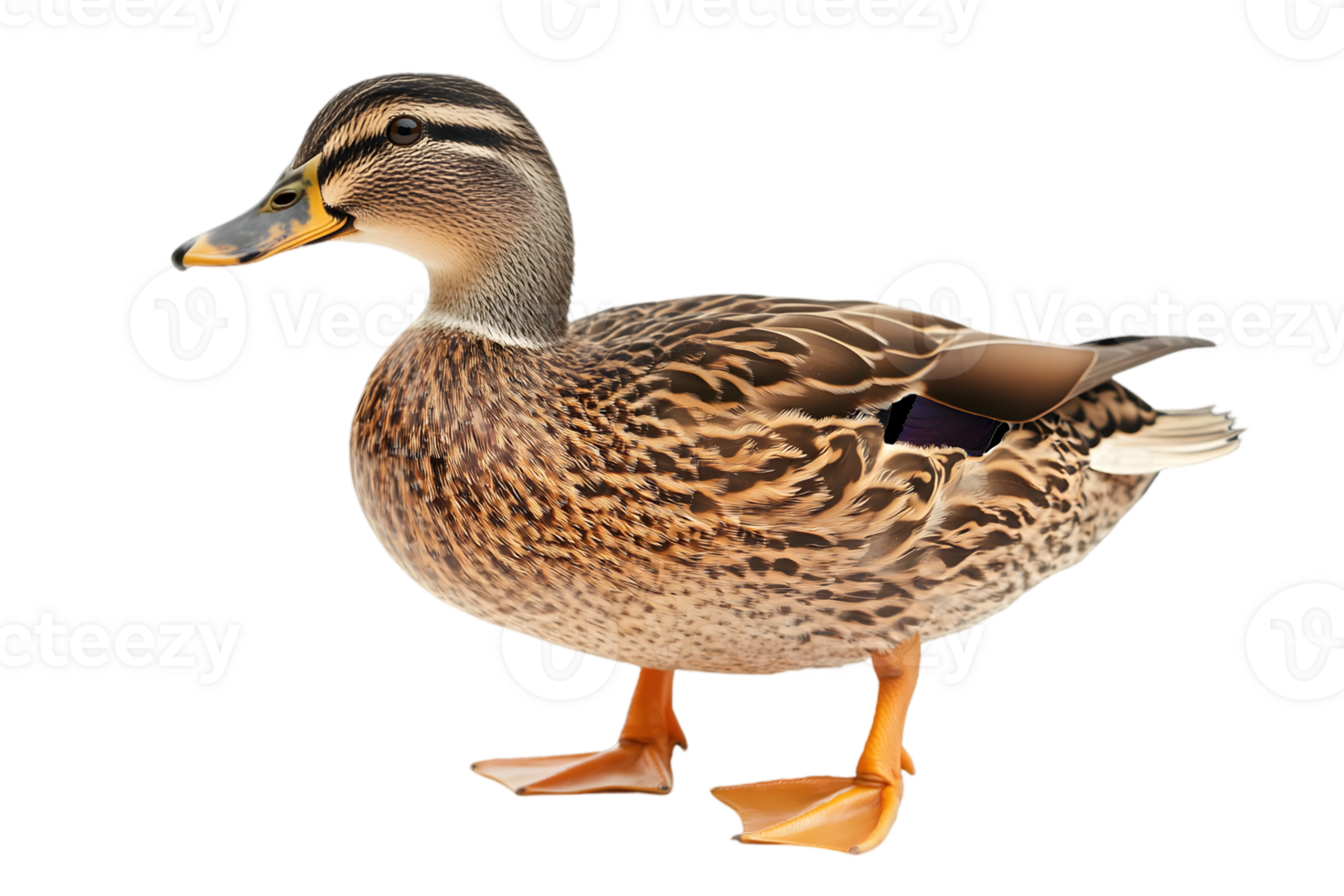 Brown Mallard Duck Standing Profile with Orange Feet and Beak Isolated on Transparent Background png