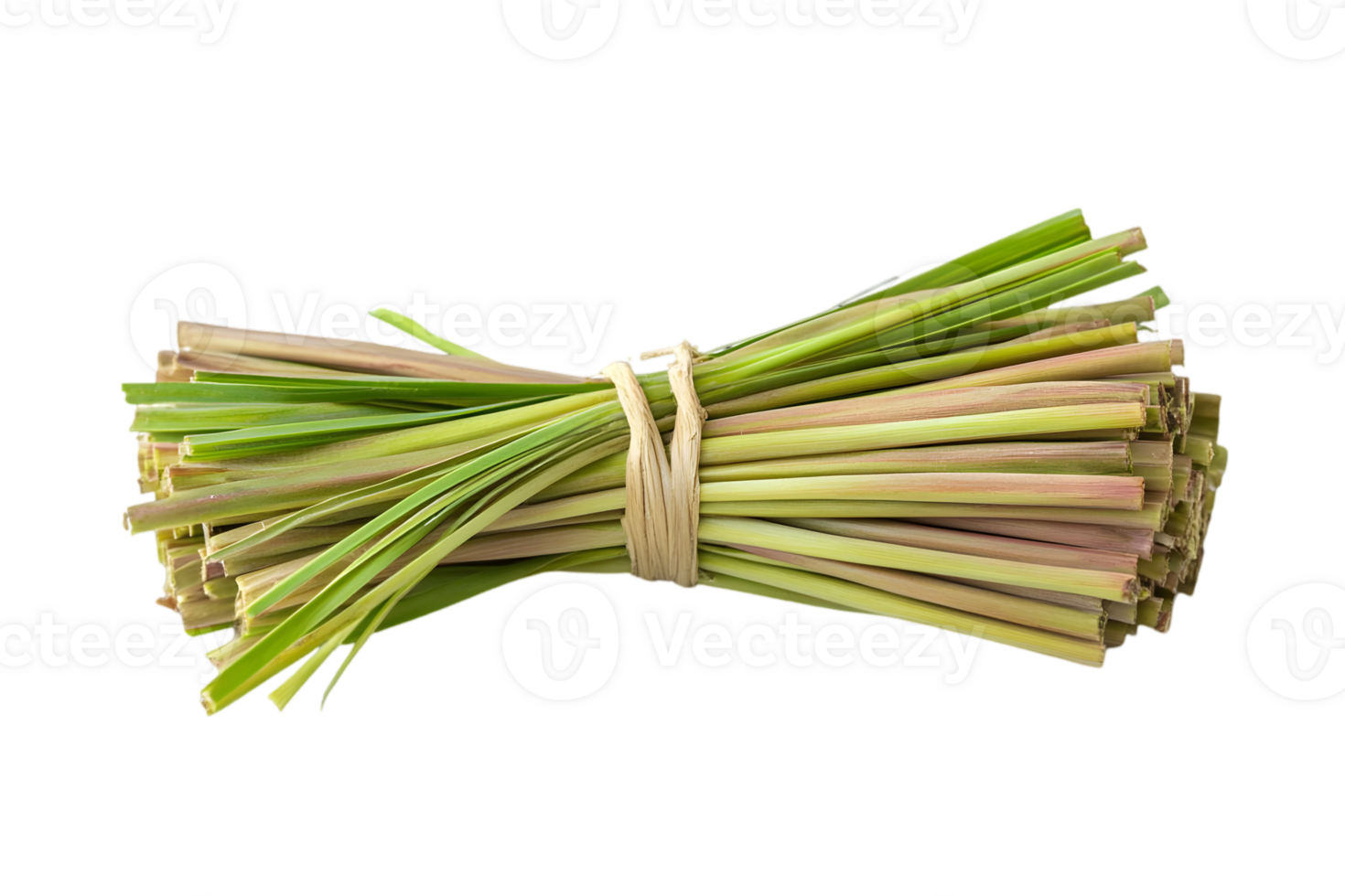 Bunch of Fresh Green Lemongrass Tied Together on Transparent Background for Cooking and Herbal Remedies png