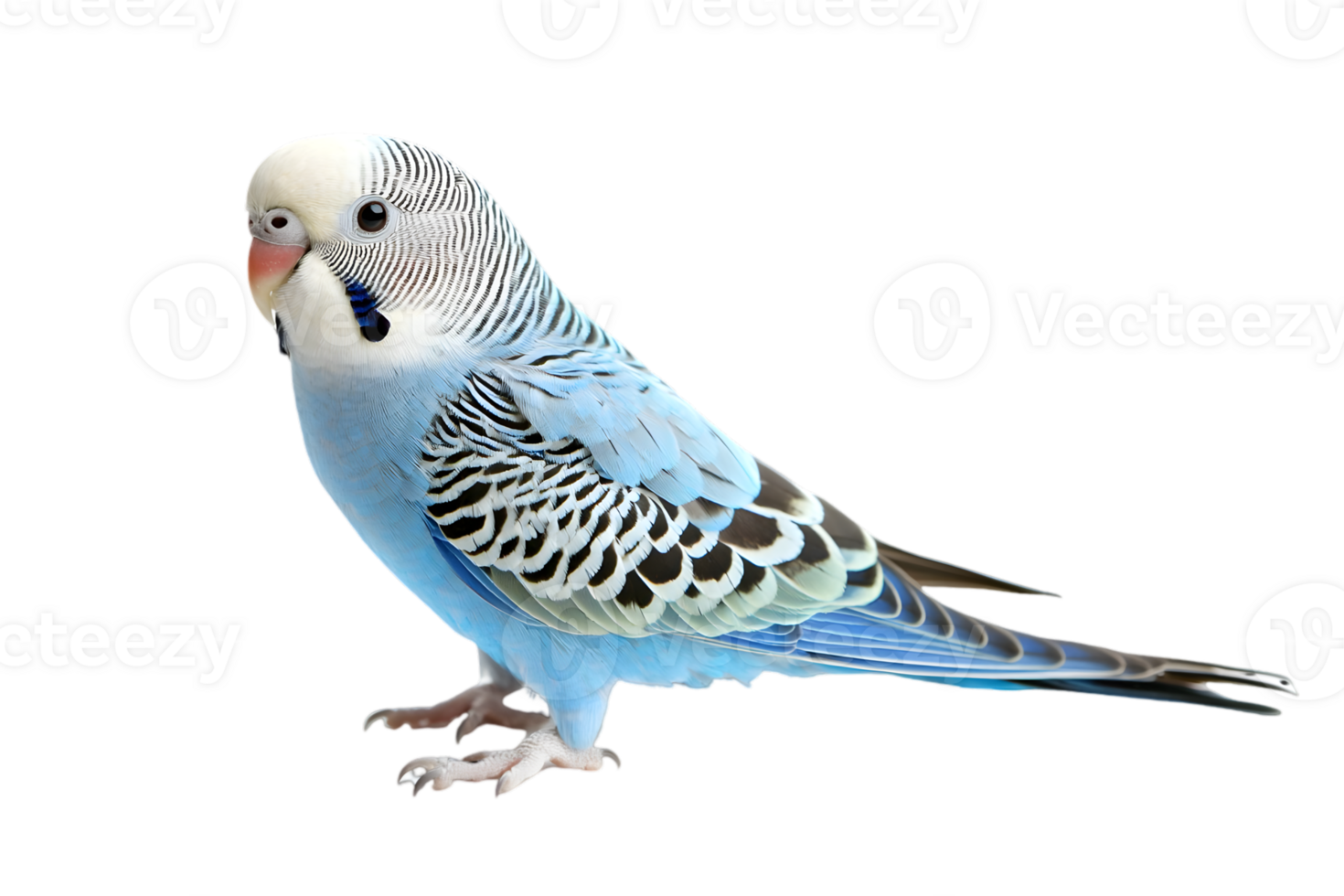 Charming Blue Budgie Detailed Feathers Standing Out on Transparent Background png