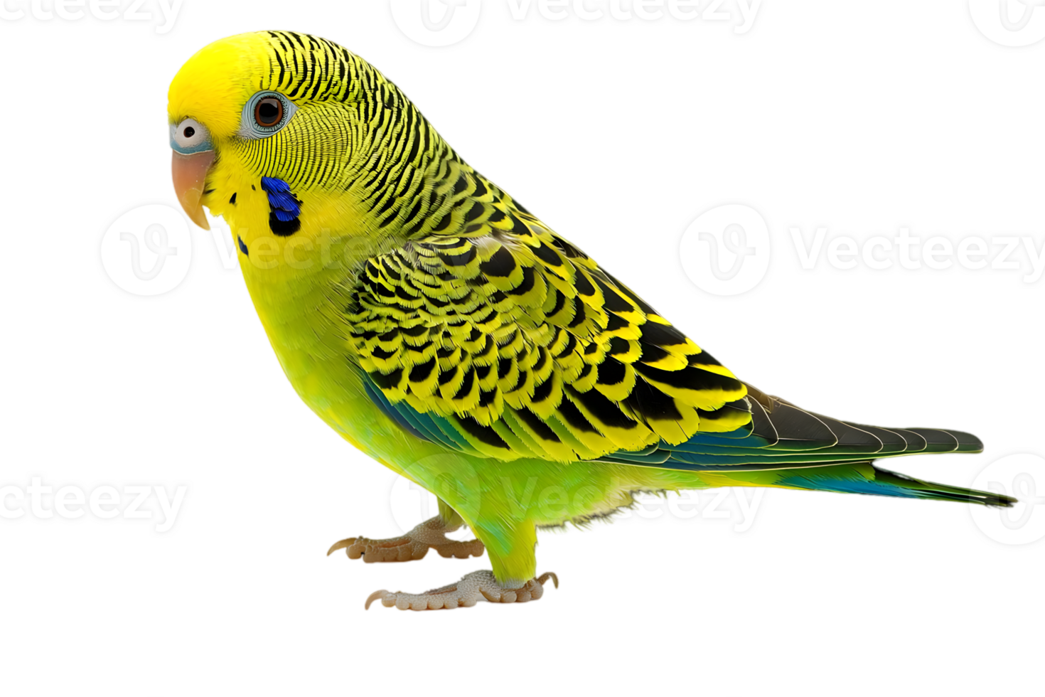 Bright Yellow and Green Budgie Bird with Black Markings on a Transparent Background Full Portrait png