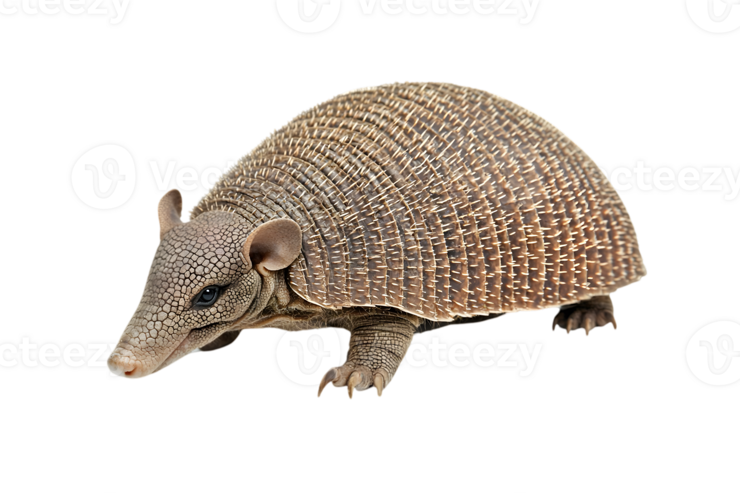 Brown Armadillo Isolated On Transparent Background Close Up Detailed Profile Wild Animal Walking With Protective Shell png
