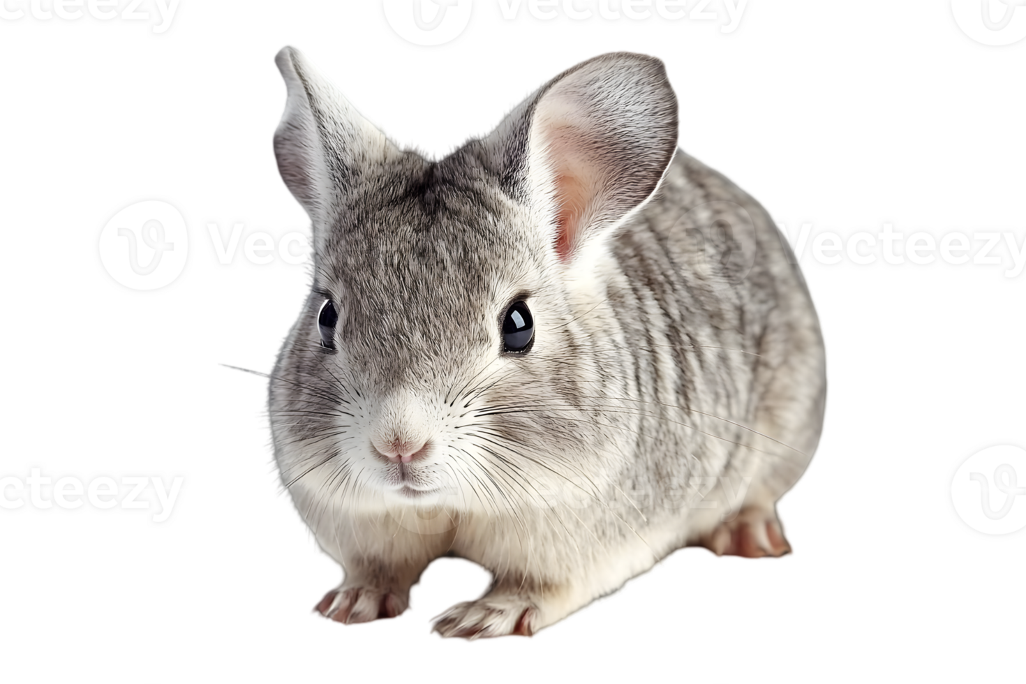 Close Up Gray Chinchilla Rodent with Long Tail Posing on Transparent Background Isolated Indoor Studio Shot Cute Fluffy Animal Portrait png