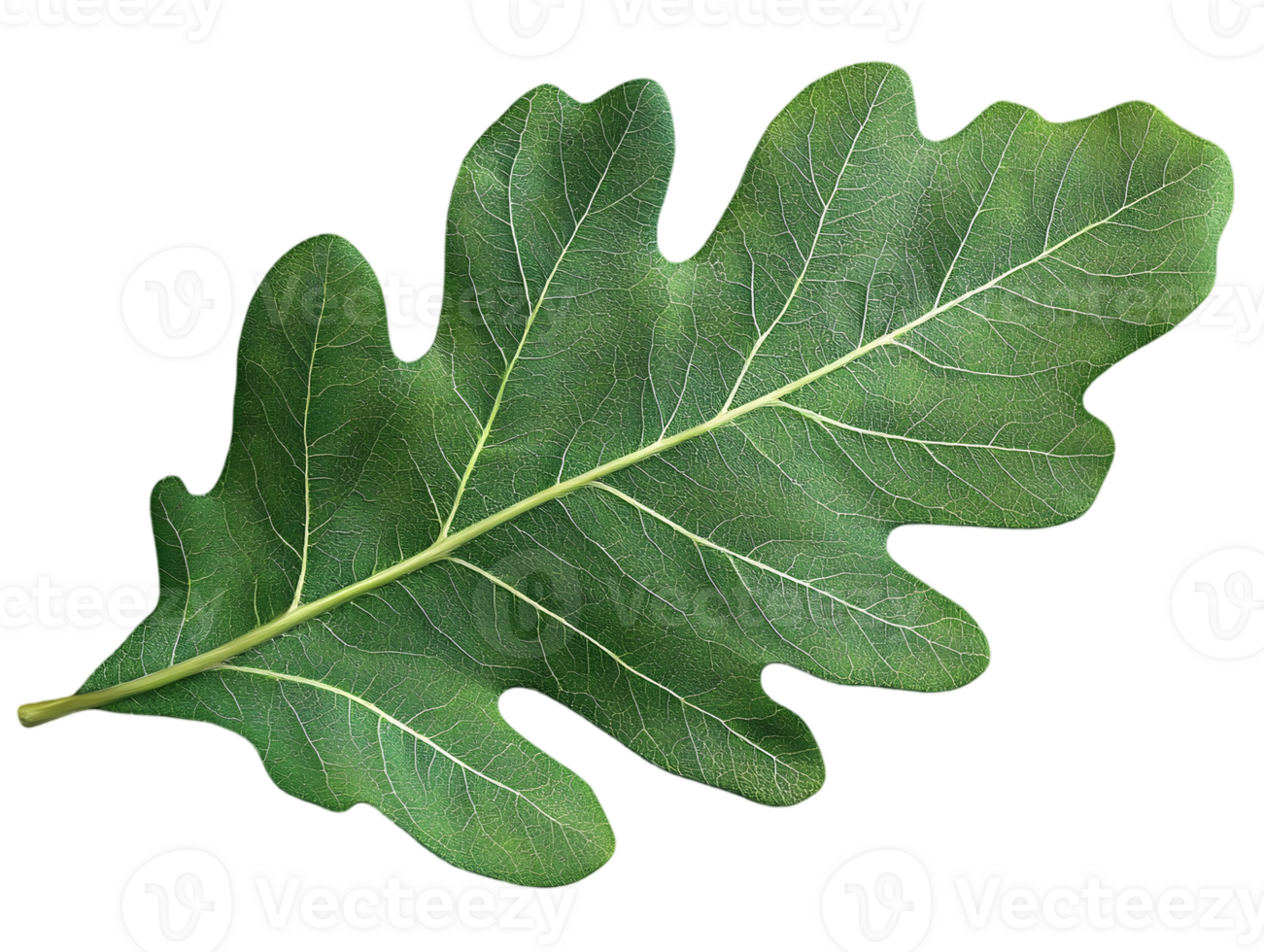 Close up of a Green Oak Leaf with Intricate Vein Structure Against Transparent Background png
