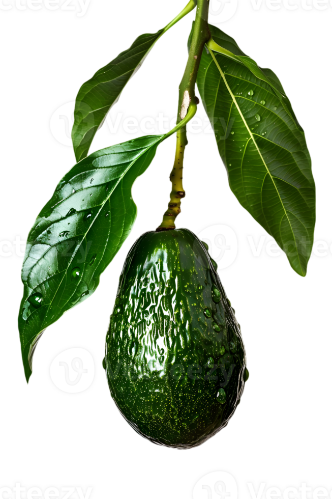 Close Up of a Single Dark Green Avocado Hanging from a Branch with Lush Green Leaves on a Transparent Background png