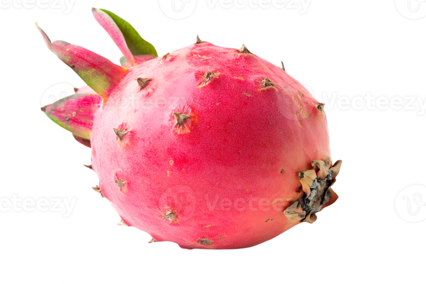 Close Up of a Pink Dragon Fruit Isolated Against a Black Background a Tropical and Exotic Fruit Rich in Vitamins and Nutrients png
