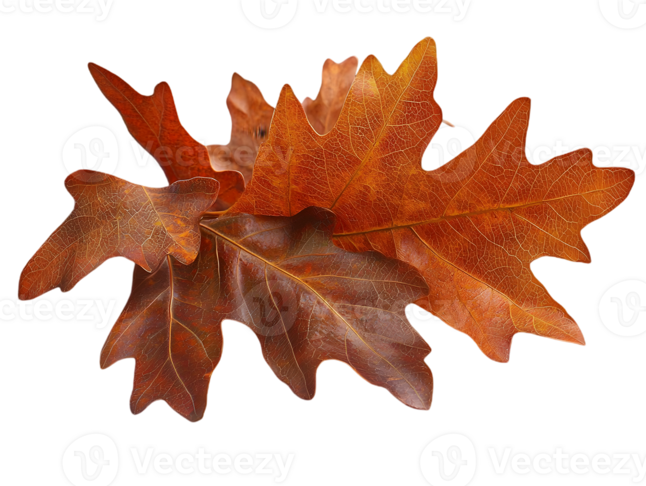 Close Up of Autumnal Leaves Isolated on a Transparent Background with Warm Tones Reds and Oranges Exhibiting Seasonal Beauty and Decorative Potential png