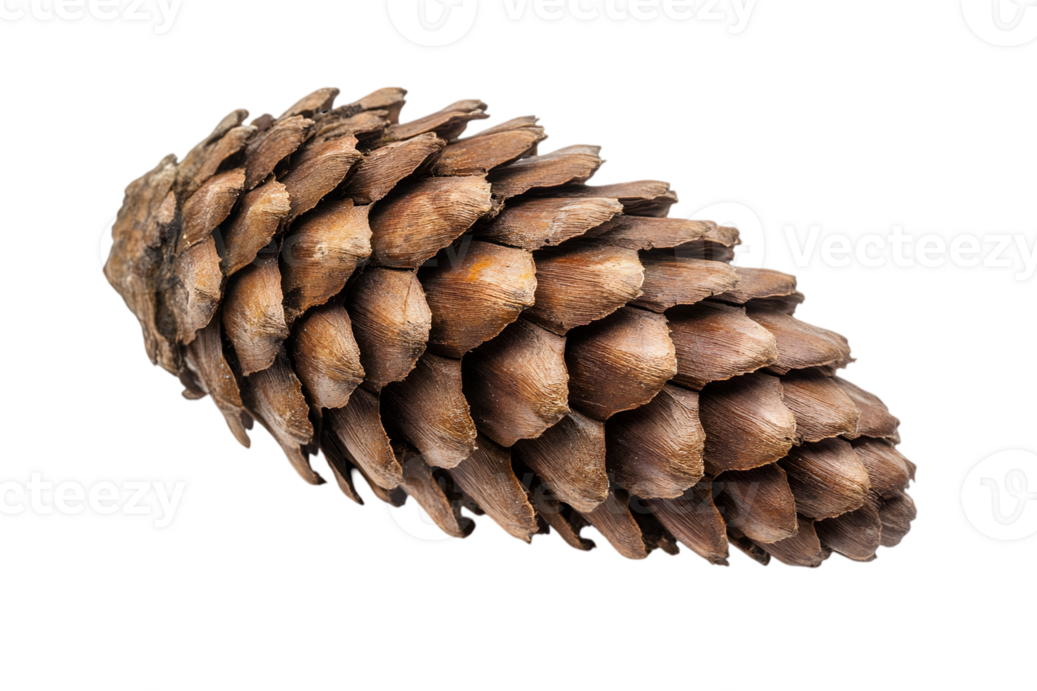 Close Up of Brown Pine Cone Isolated on Transparent Background with Detailed Texture Perfect for Christmas and Holiday Themes png
