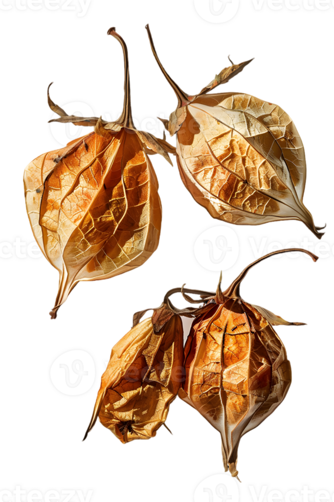 Close Up of Three Golden Berries with Open Shells on Transparent Background in Detailed Macro Photography png