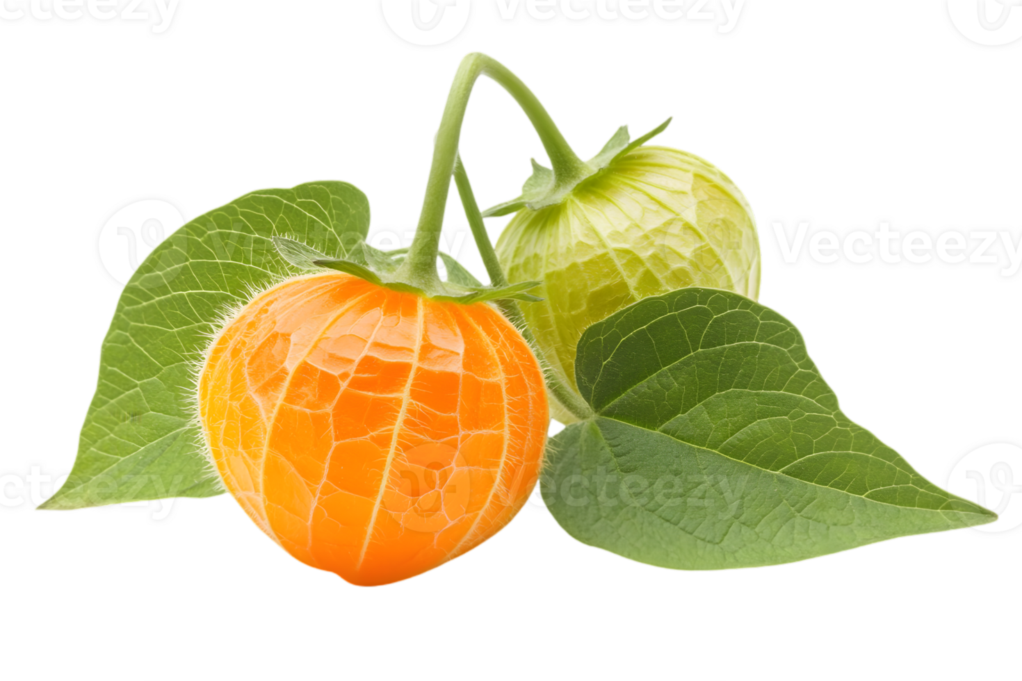 Close Up of Two Physalis Fruits with Green Leaves on a Transparent Background with a Studio Shot in Natural Light png