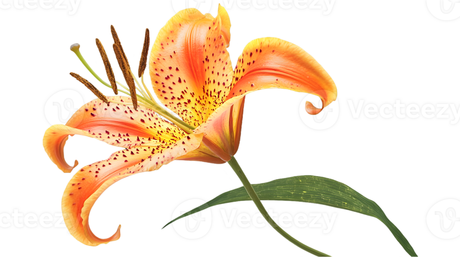 Close-Up Orange Lily Flower with Red Spots on Transparent Background Featuring Green Leaves and Visible Stamens with Botanical Details png