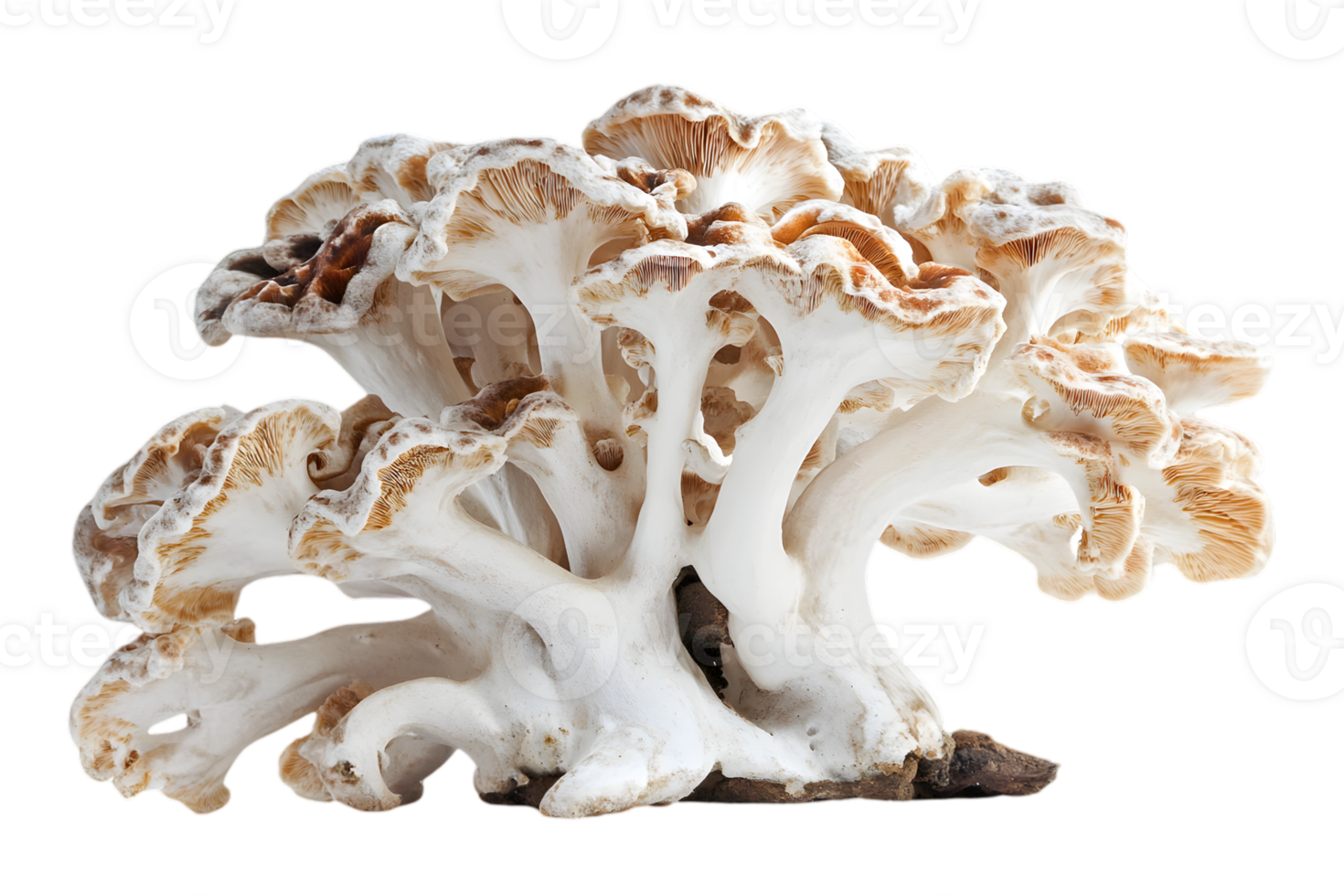 Close Up View of White Coral Mushroom with Transparent Background and Intricate Details Ideal for Culinary or Scientific Illustrations png