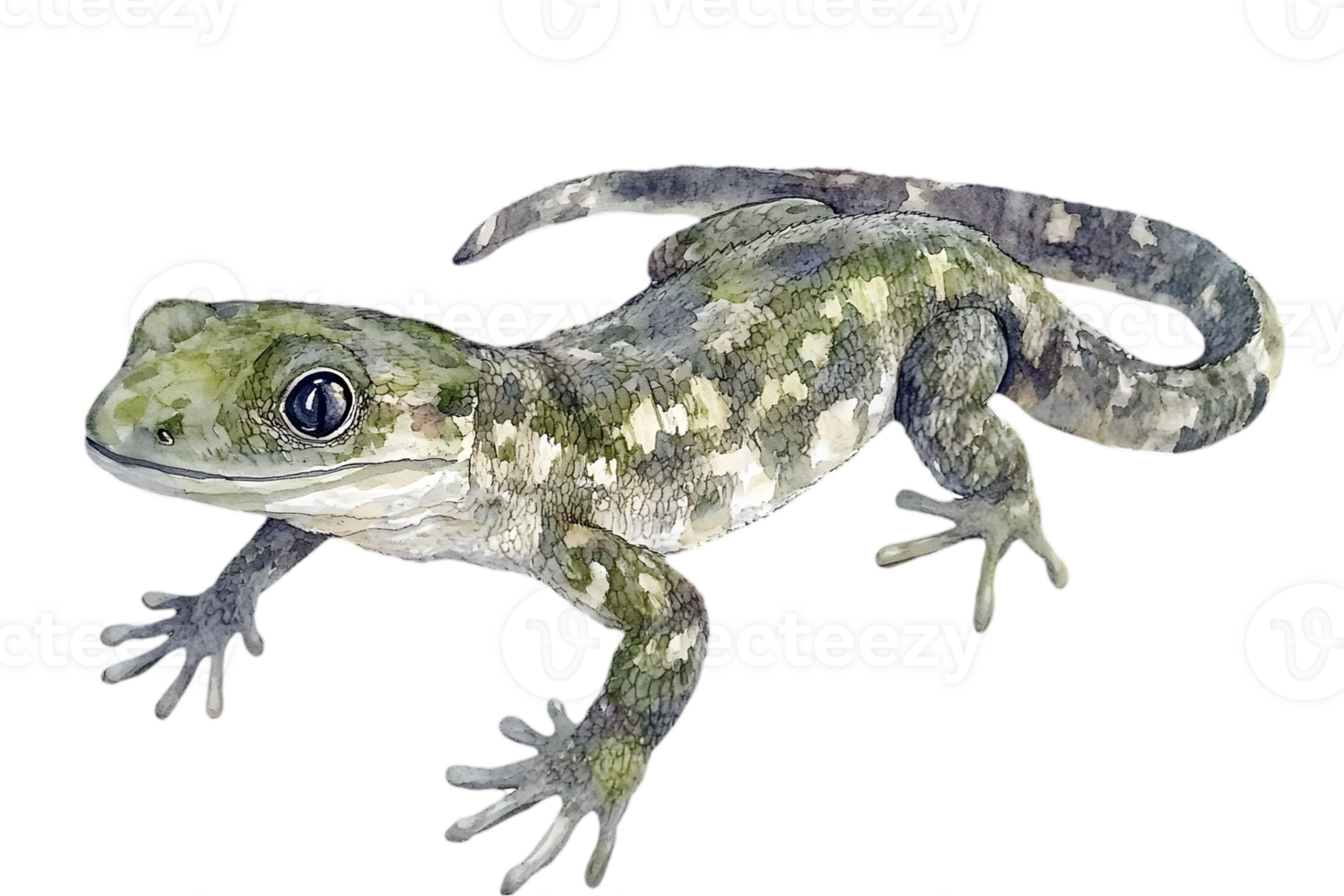 Closeup of a Grey and Green Gecko with Detailed Skin Texture Isolated on a Transparent Background png