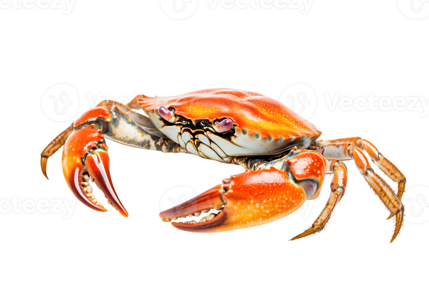 Cooked Orange Crab Seafood with Claws Isolated on Transparent Background Freshness Gourmet Close Up Studio Shot png