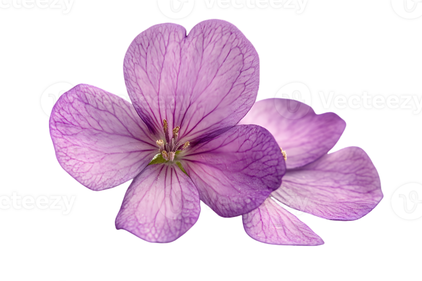 Delicate Purple Flowers with Veined Petals Isolated on Transparent Background For Creative Projects and Artistic Compositions png