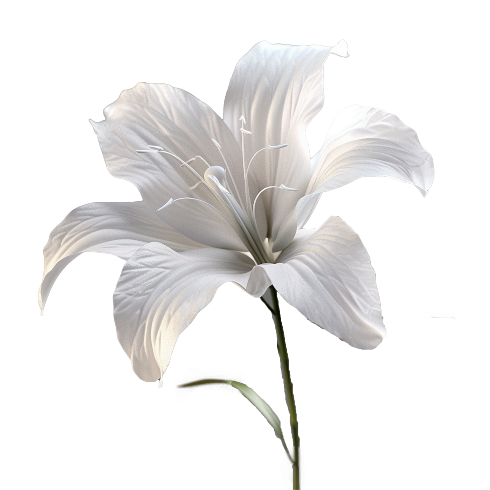 Elegant White Lily Flower Blossom in Grey Background, Soft Lighting, Detailed Petals, Nature Photography, Artistic Image png