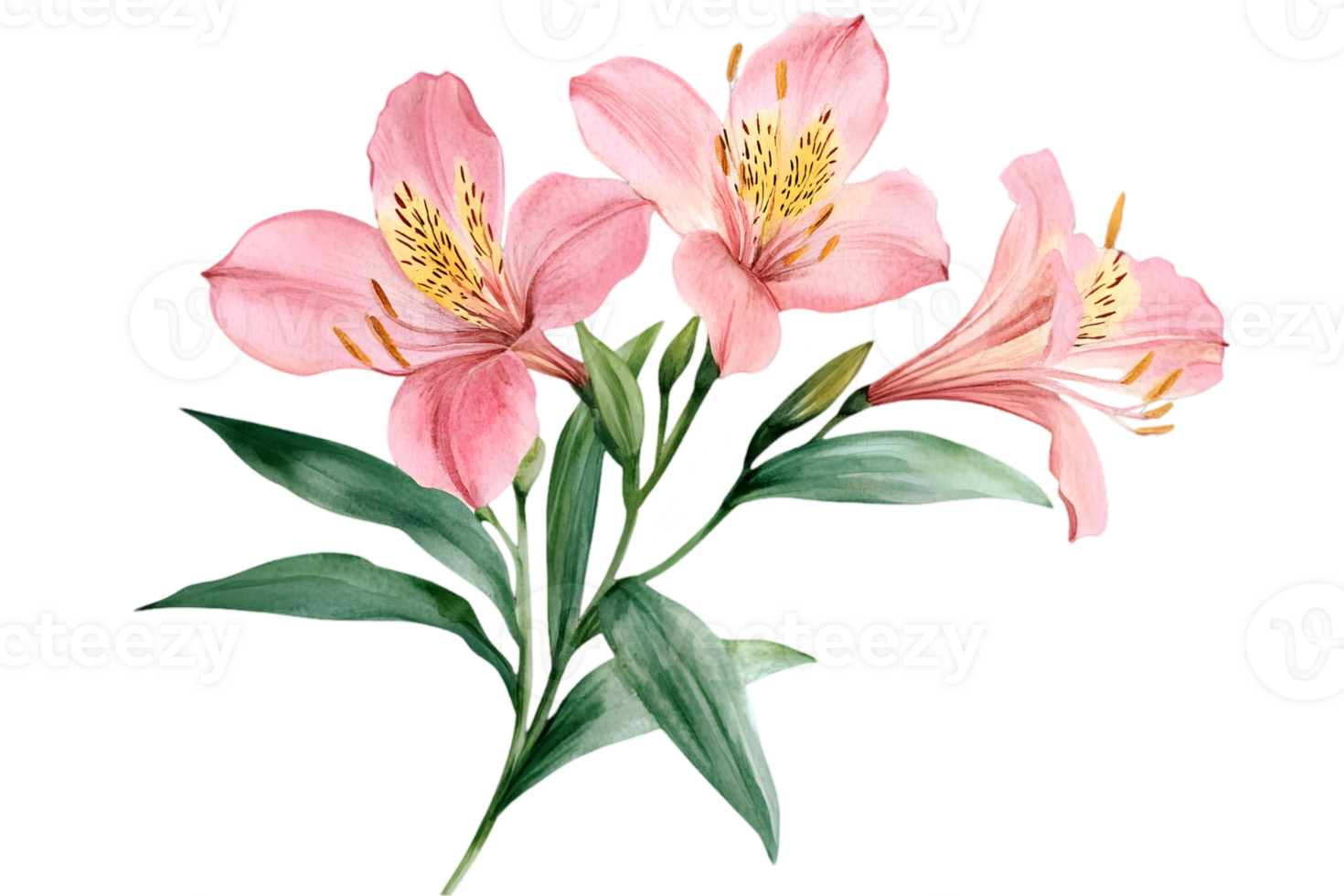 Delicate Watercolor Pink Alstroemeria Lily Flowers with Green Leaves Isolated on Transparent Background for Artistic Designs and Spring Floral Decorations png