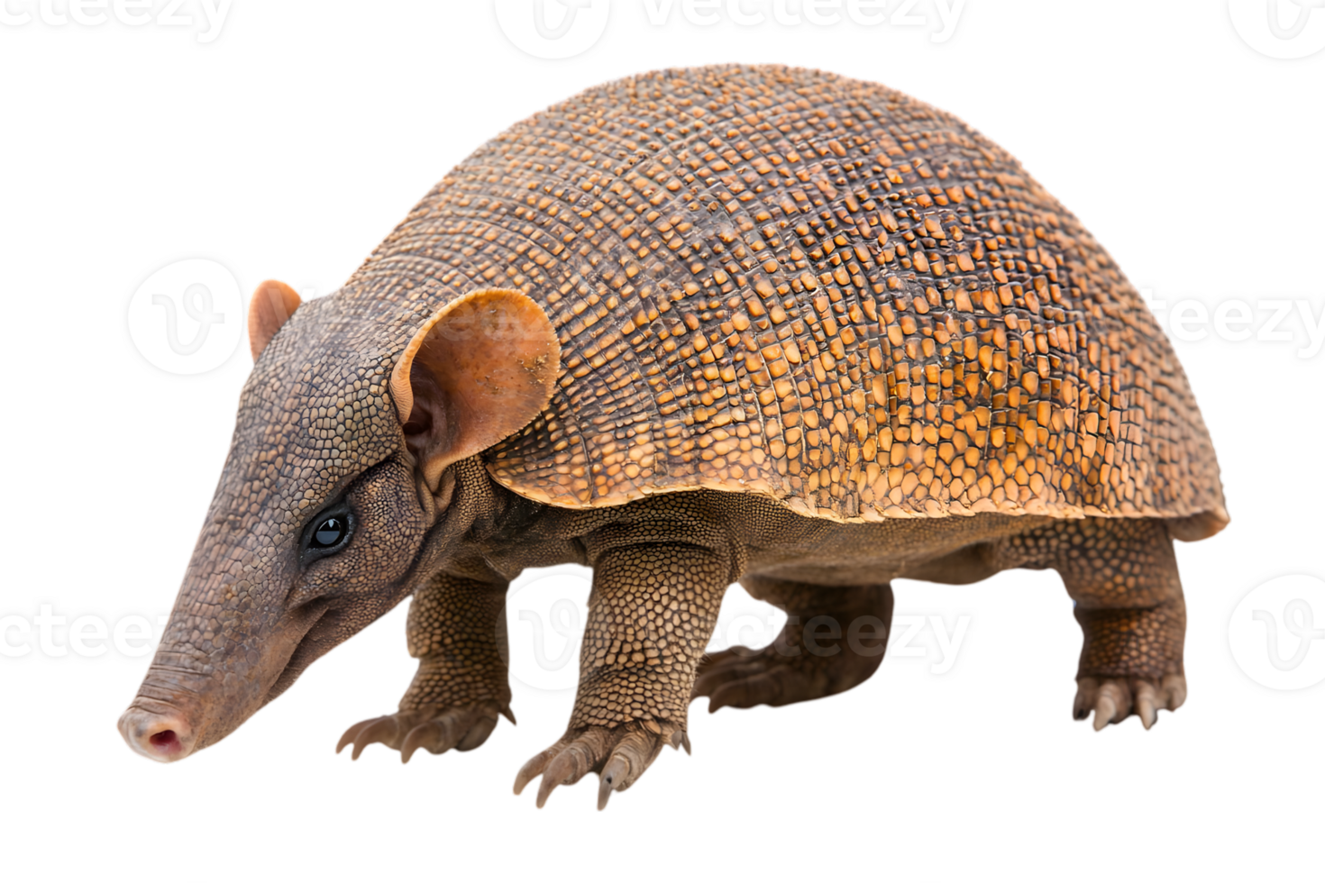 Detailed Armadillo Portrait Isolated on Transparent Background Featuring Brown Shell and Close Up Texture and Isolated Standing Wild Animal png