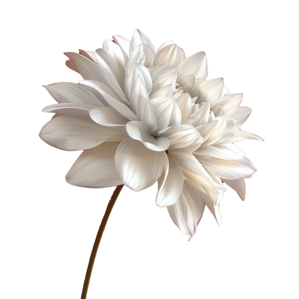 Stunning Closeup of a Single White Dahlia Against a Deep Red Background png