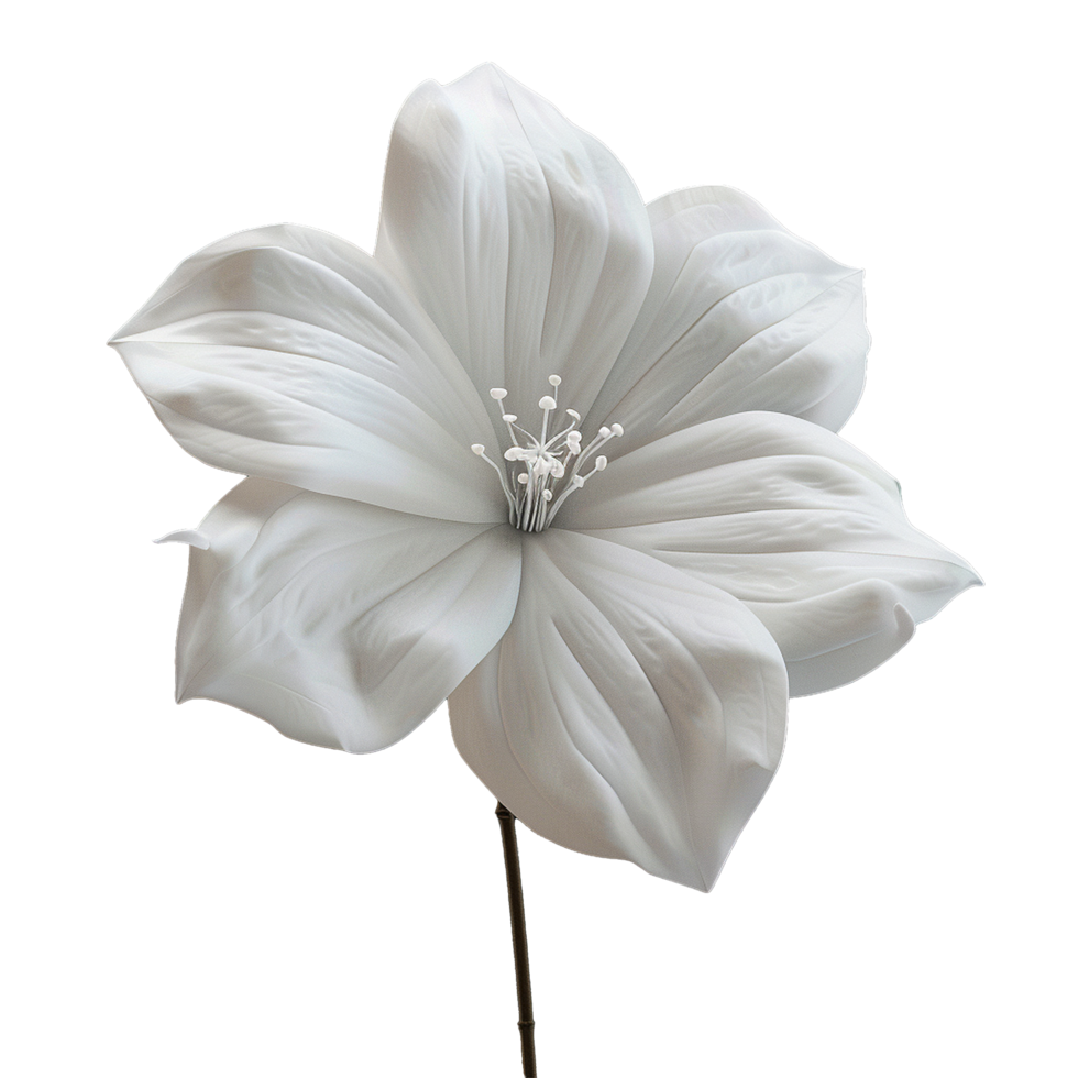 Stunning Closeup of a Single Elegant White Flower with Delicate Petals png