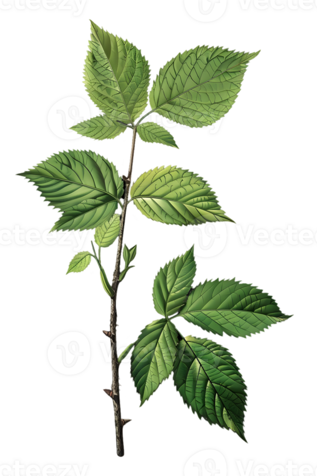Detailed Green Bramble Branch with Leaves Illustration on Transparent Background png
