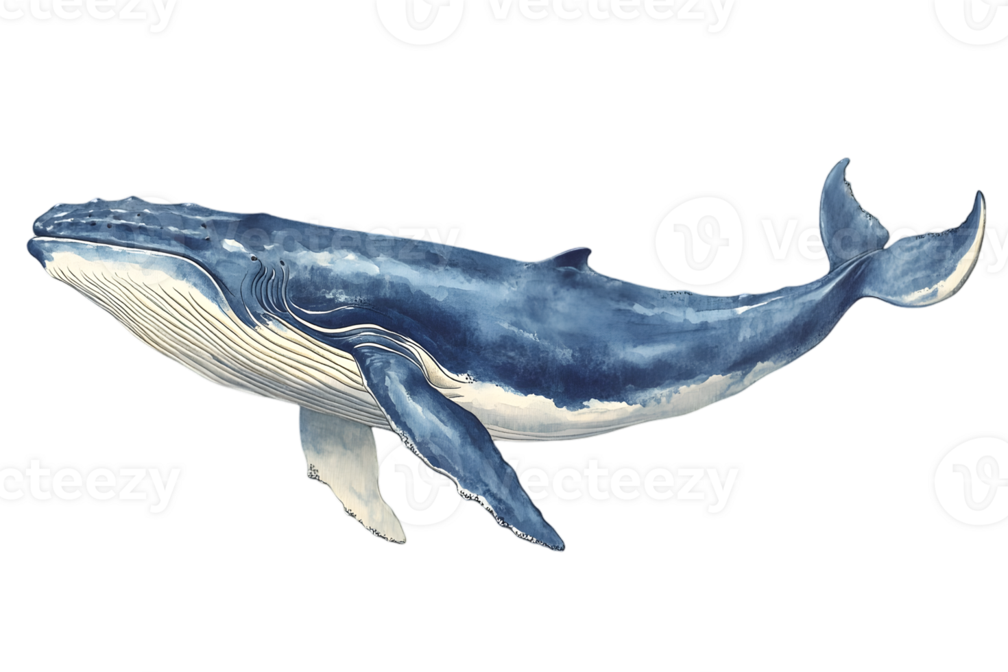 Detailed Illustration of a Blue Humpback Whale Swimming in the Ocean on a Transparent Background png