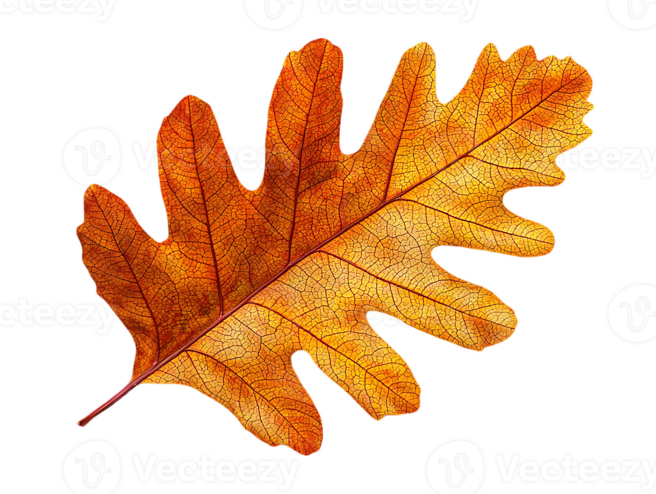 Detailed Macro Shot of Orange and Yellow Autumn Oak Leaf on Transparent Background Showcasing Intricate Veins and Seasonal Coloration png