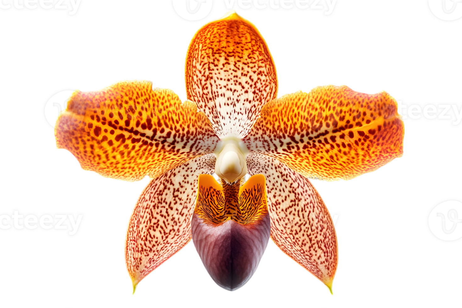 Detailed Orange Orchid Blossom with Speckled Petals on Transparent Background in Studio Setting Floral Pattern for Creative Design png