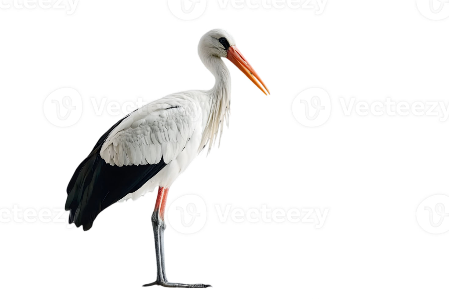 Elegant White Stork Standing Tall on Transparent Background with Black and White Feathers and a Long Orange Beak png