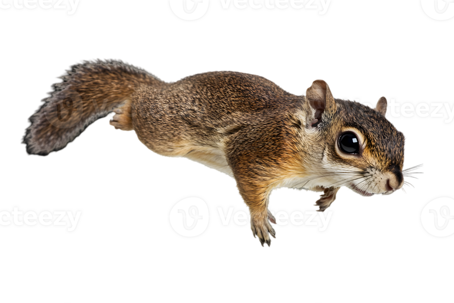Detailed Portrait of a Wild Brown and Gray Squirrel Leaping with Black Eyes on Transparent Background Wildlife Mammal png