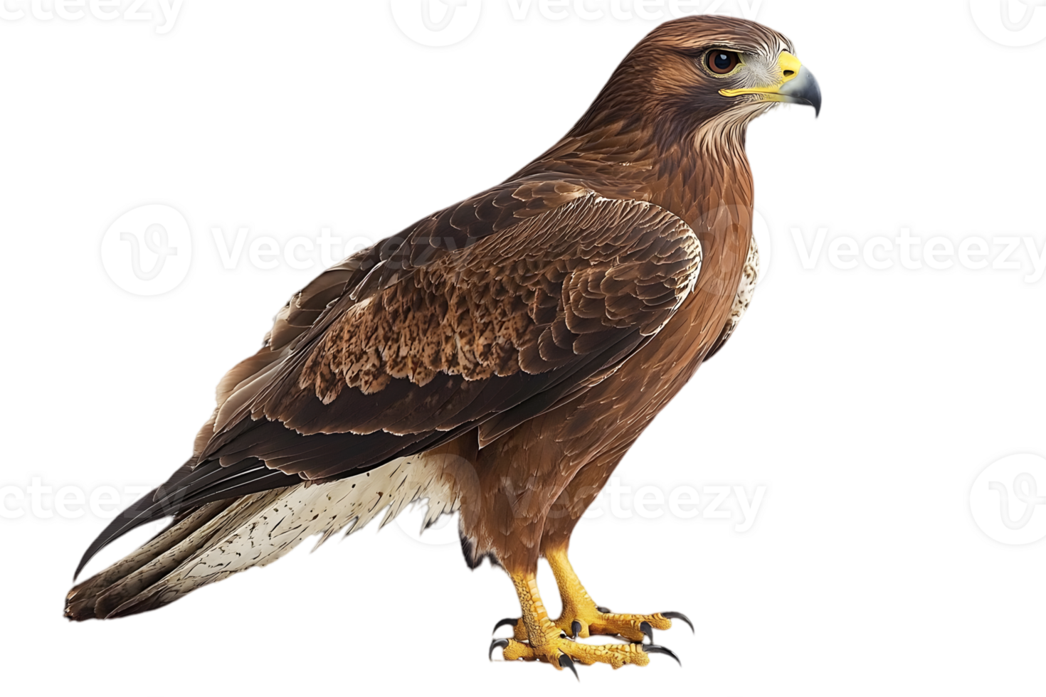 Detailed Portrait of Brown Hawk with Yellow Talons and Beak Standing in Profile Isolated on Transparent Background png