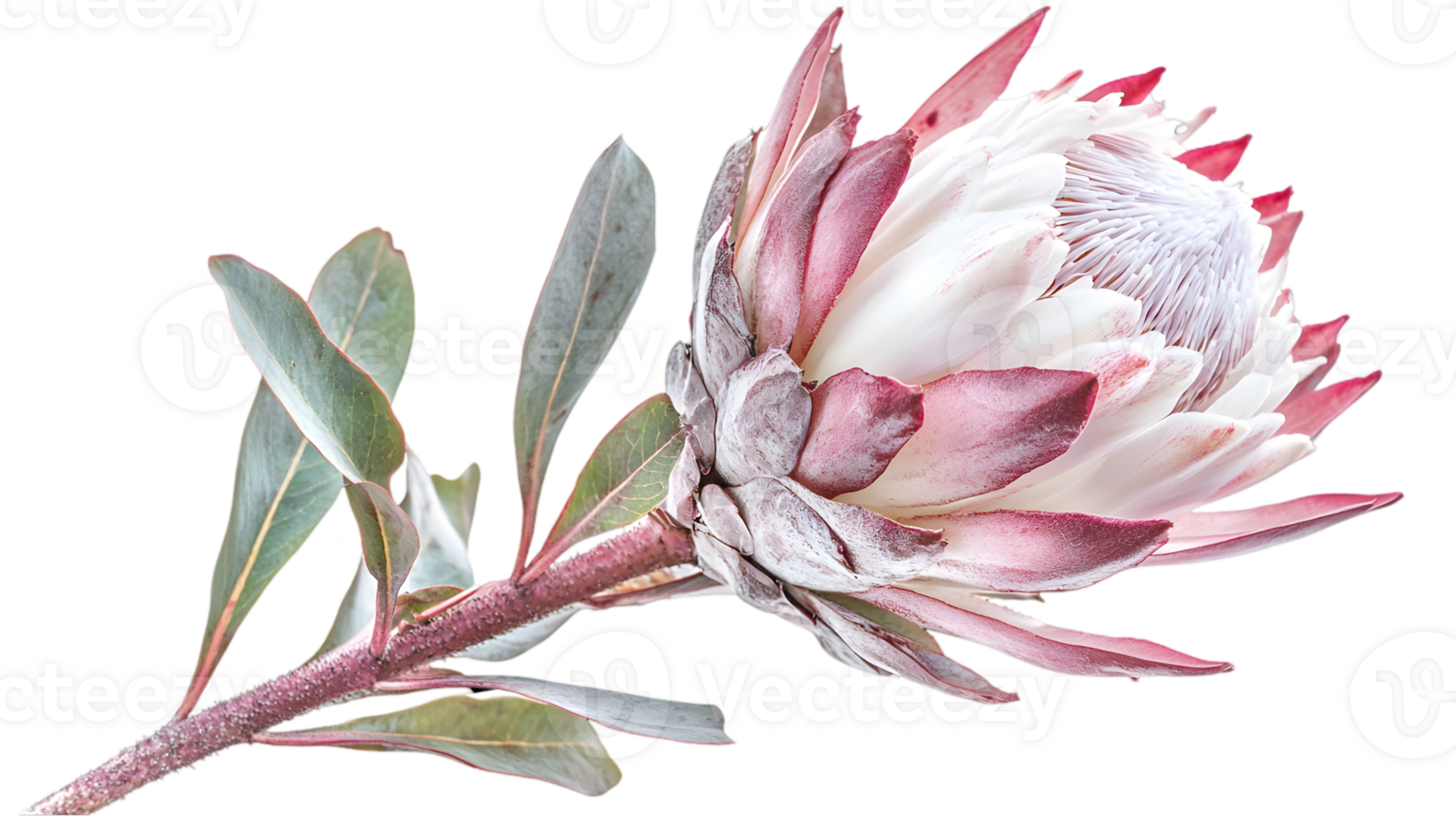 Detailed Protea Flower with Pink Edges and Green Leaves on Transparent Background png