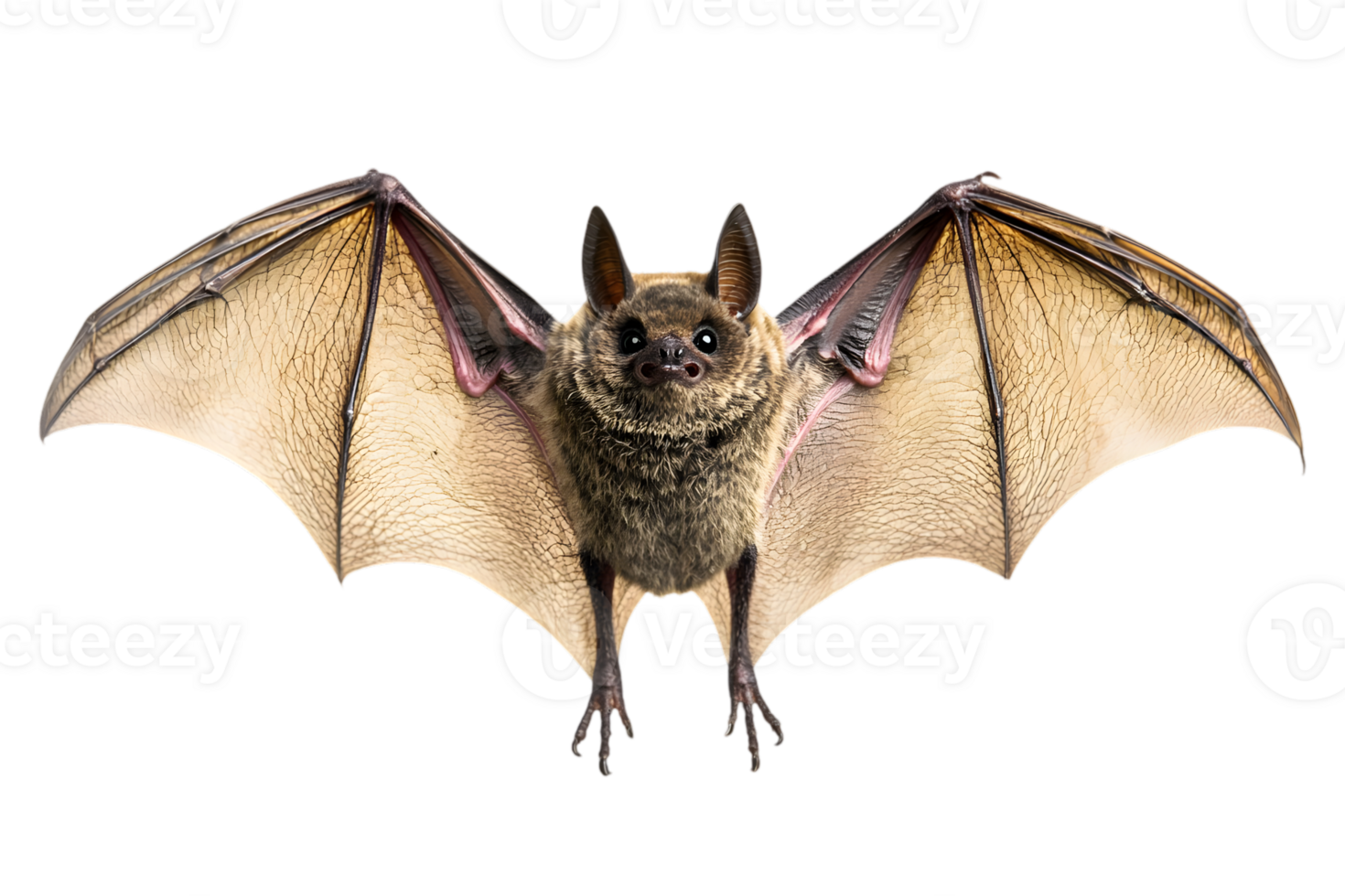 Detailed Portrait of Flying Bat with Open Wings on a Transparent Background with Detailed Wing Membrane and Fur Pattern png