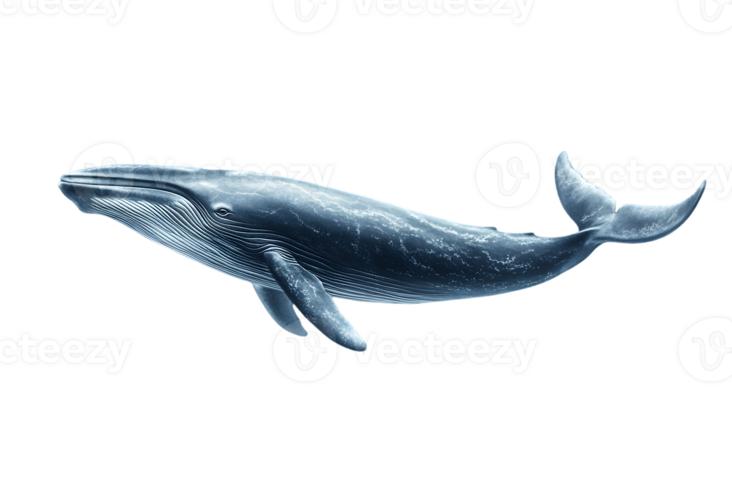 Detailed Side View of Blue Whale Isolated on Transparent Background Marine Animal with Aquatic Features png