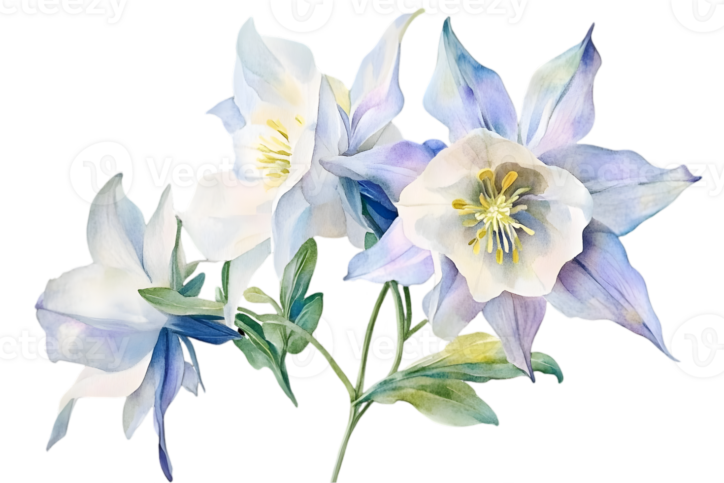 Detailed Watercolor Illustration of Aquilegia Flowers with White and Blue Petals on Transparent Background png