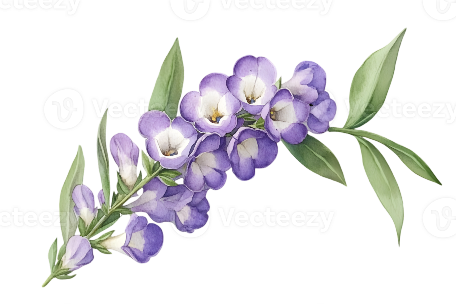 Detailed Watercolor Painting of Purple Flowers and Green Leaves on Transparent Background Delicate Floral Illustration with Soft Lighting and Botanical Elements png