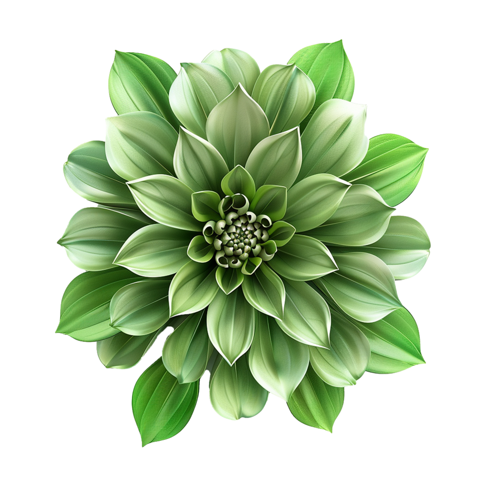 A Stunning Green Floral Illustration Botanical Artwork png